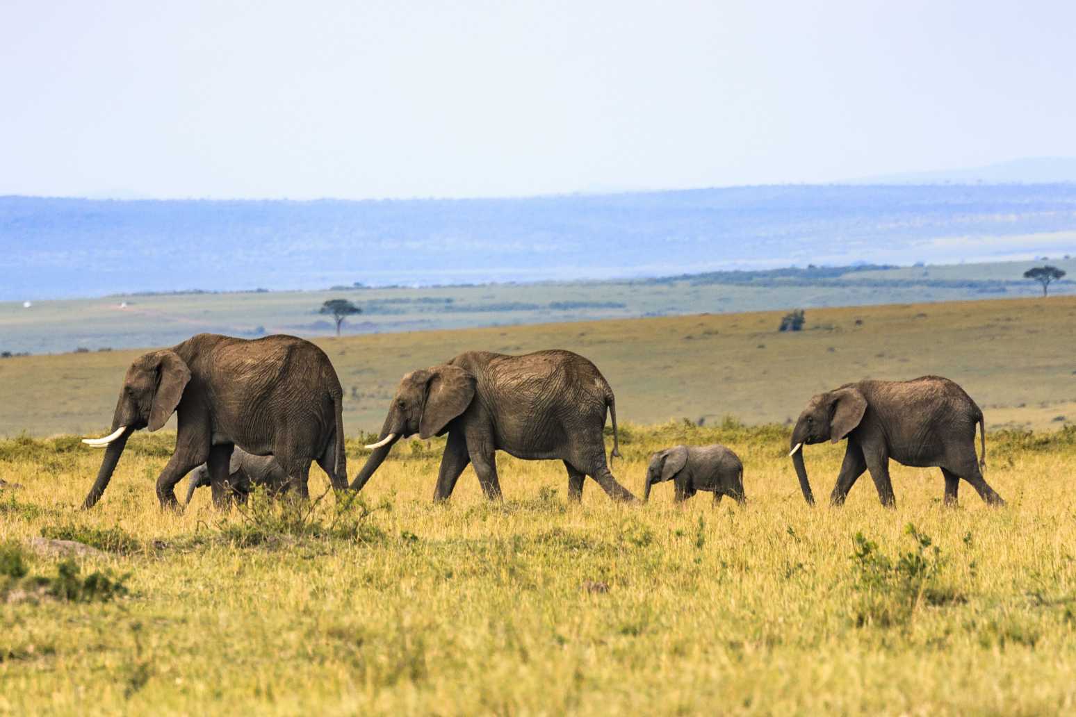 Elephants’ Secret Language: Earth Vibrations