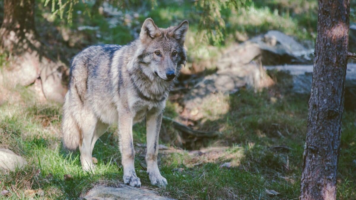 Wolves, Ranchers, and Rewilding: The Gray Wolf Debate in the Northern Rockies