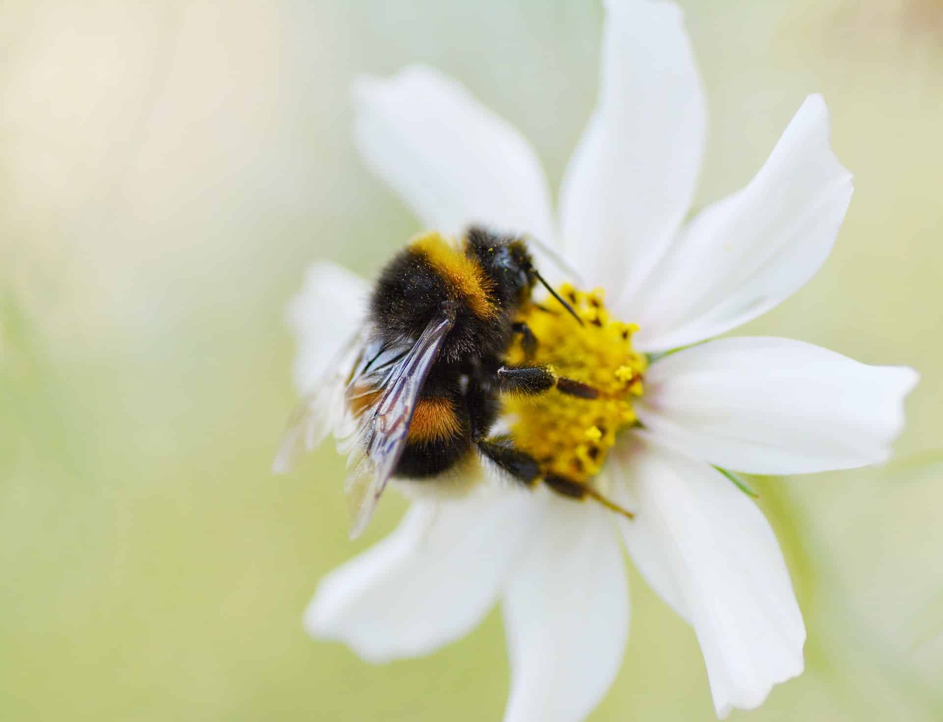 Heat Waves Diminish Bumblebees’ Sense of Smell Study Finds