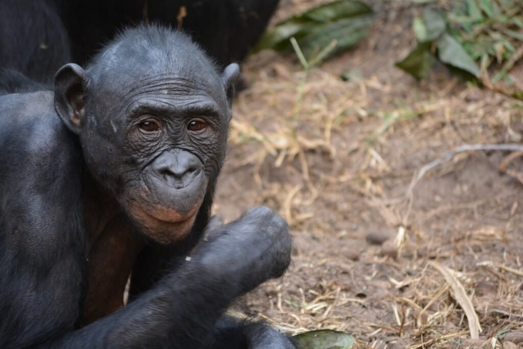 A close up of a bonobo chimpanzee in its natural habitat.