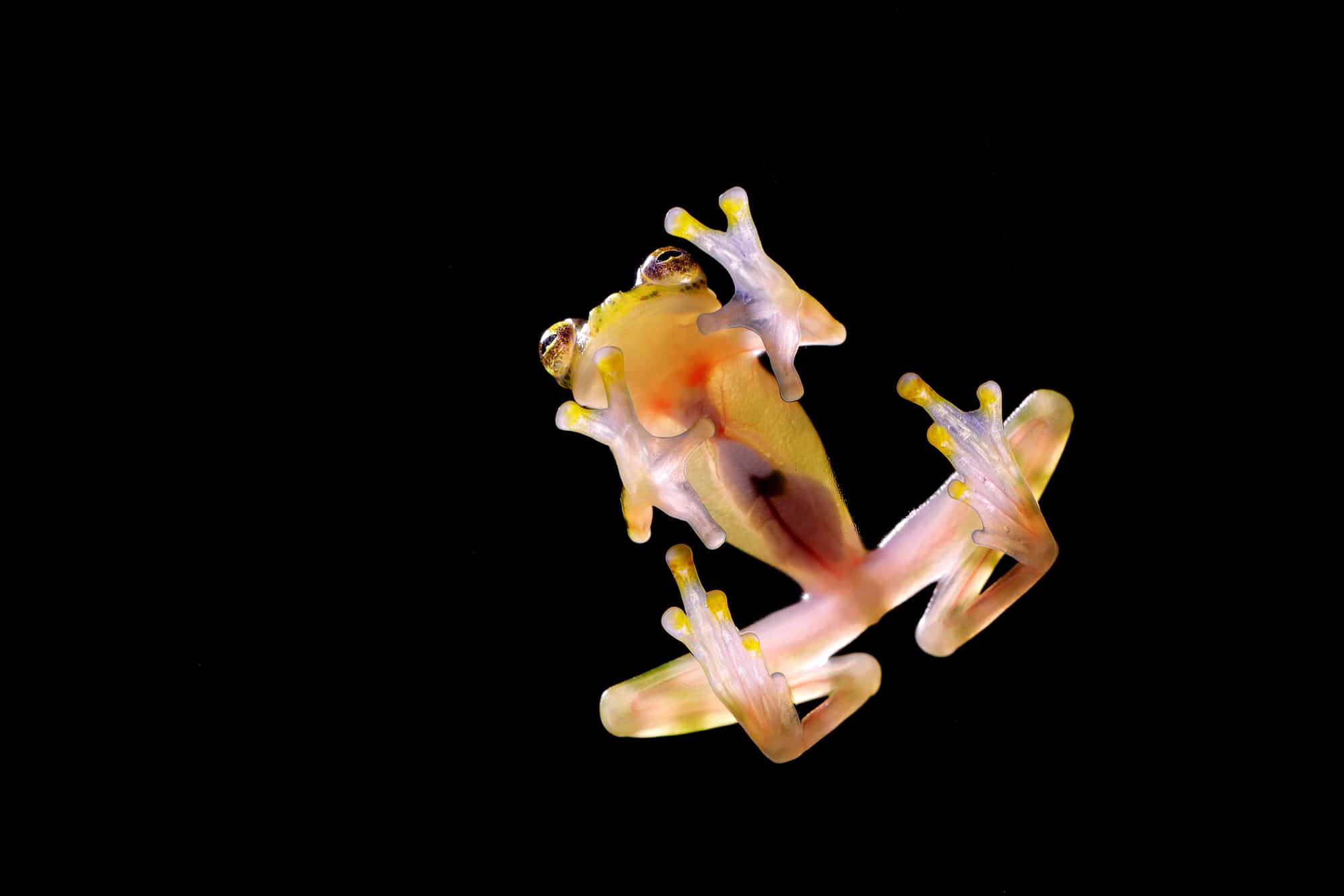The Invisible Frog That Could Revolutionize Medical Research