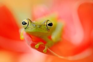 invisible frog can cause breakthroughs in medical research