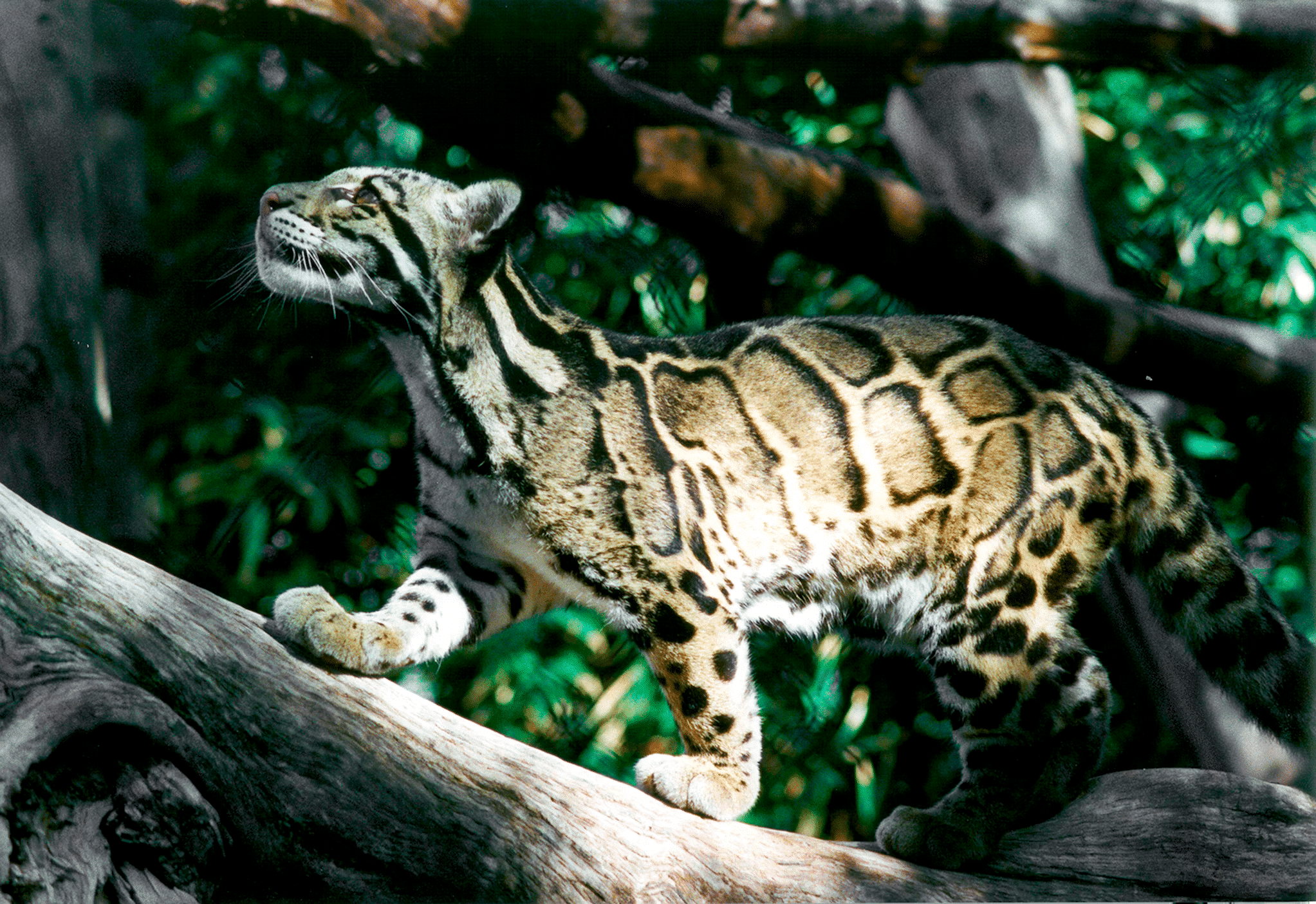 The Clouded Leopard and the Challenge of Protecting Stealthy Species