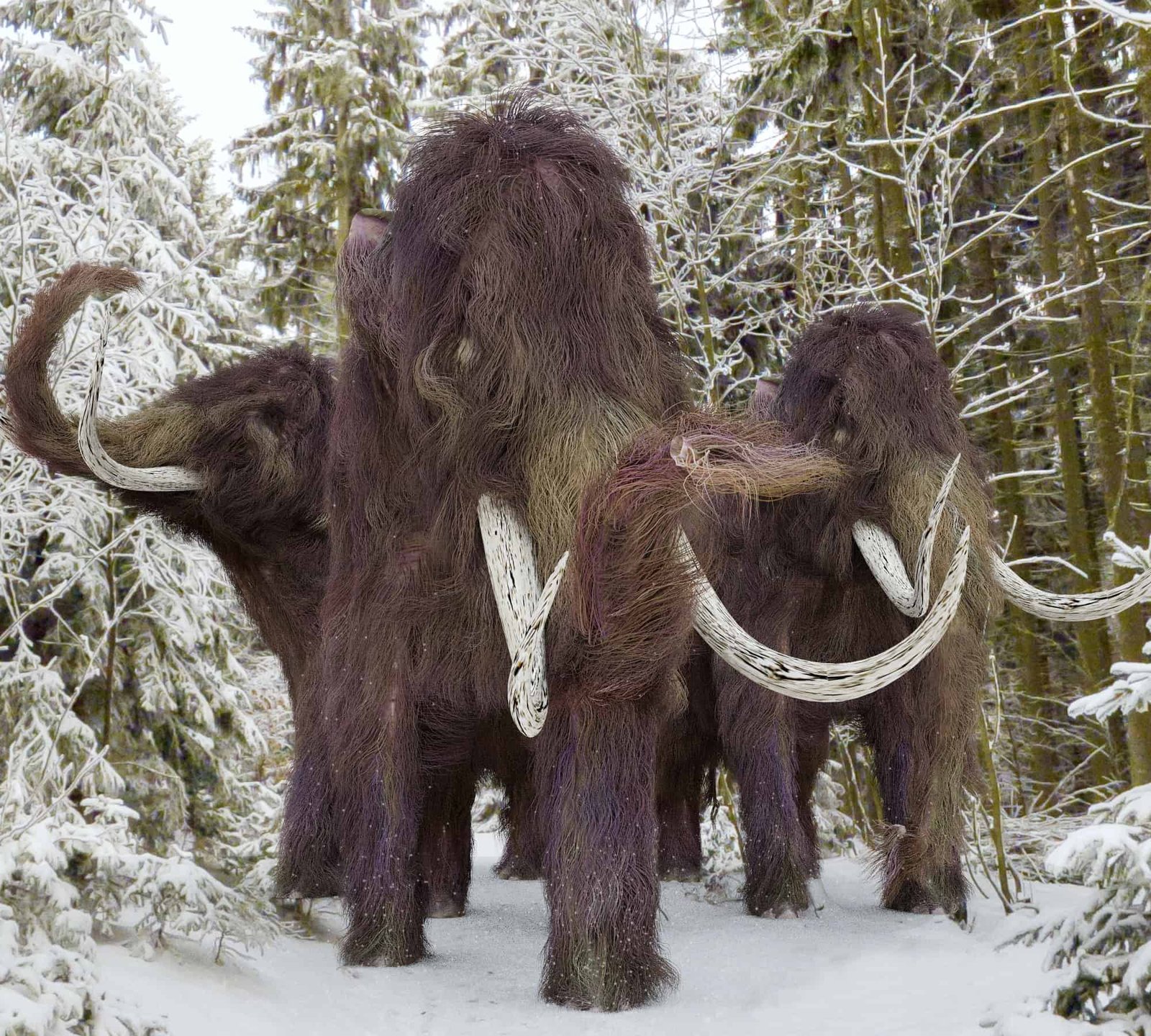 52,000-Year-Old Woolly Mammoth Hide Excites Scientists