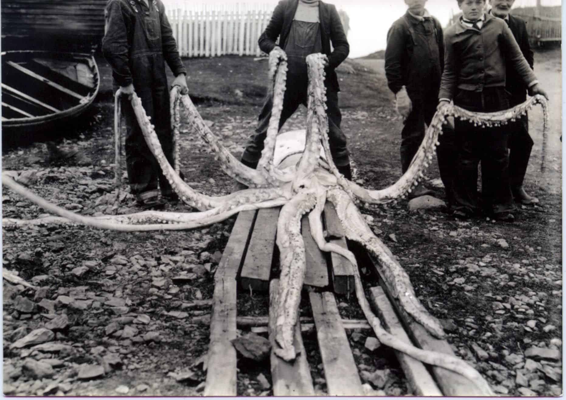 9 Strangest Deep-Sea Creatures