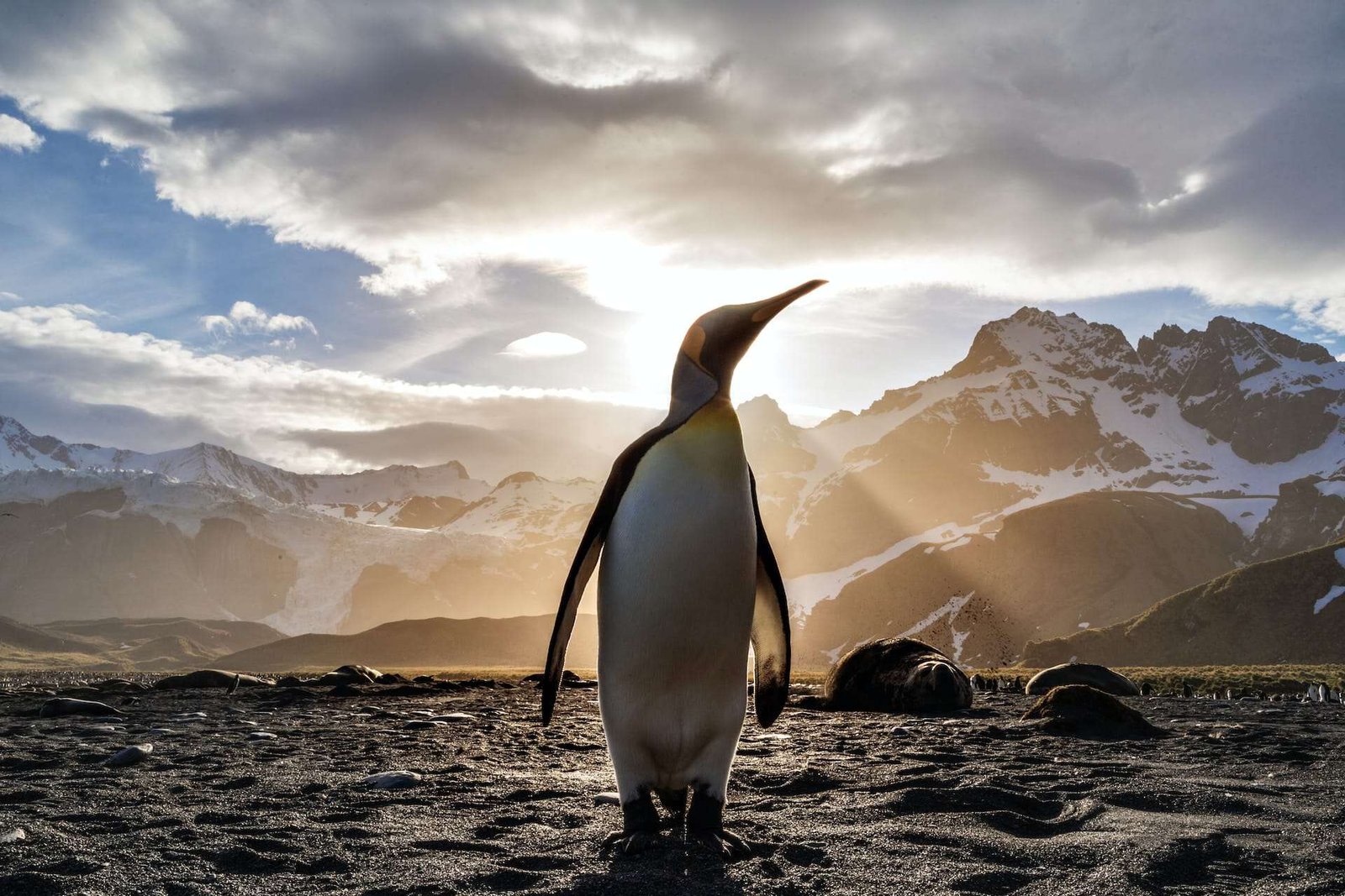 New Discovery of Ancient Fossils Is Missing Piece in Penguin Evolution
