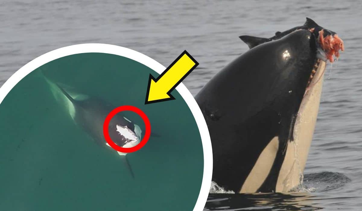Trend-Setters: Orcas Started Wearing Salmon Hats In the 80s
