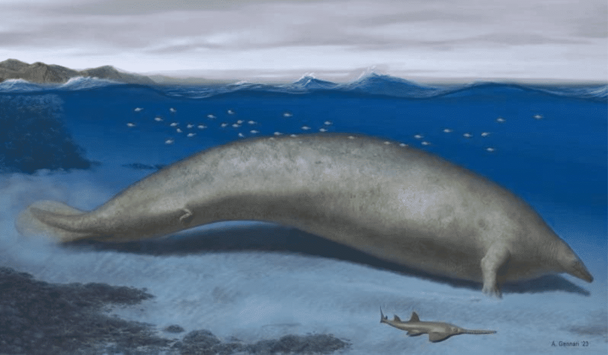 Giant Whale Discovery in Peru Challenges Current Blue Whale Record