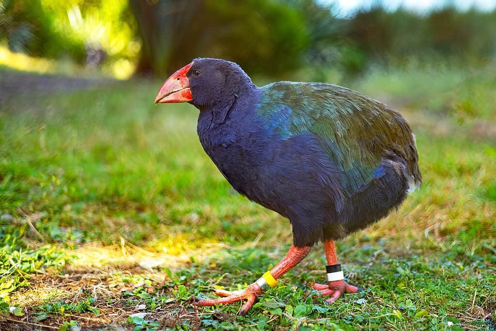 9 Times Scientists Thought an Animal Went Extinct… But They Reappeared!