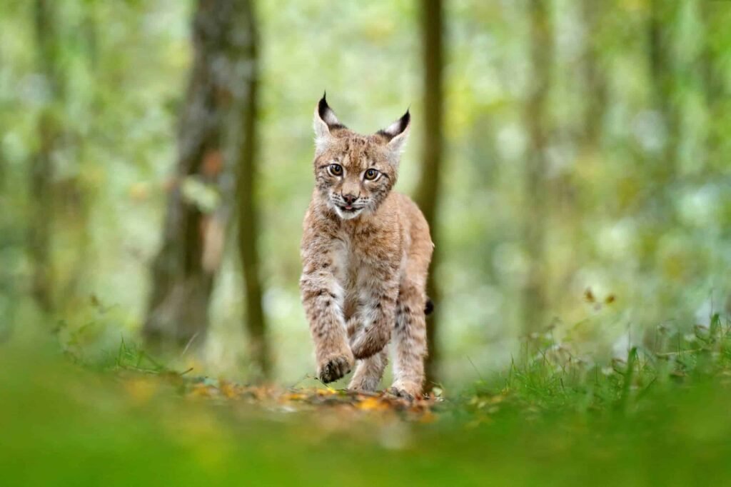 Lynx Mama Brings Her 7 Kittens