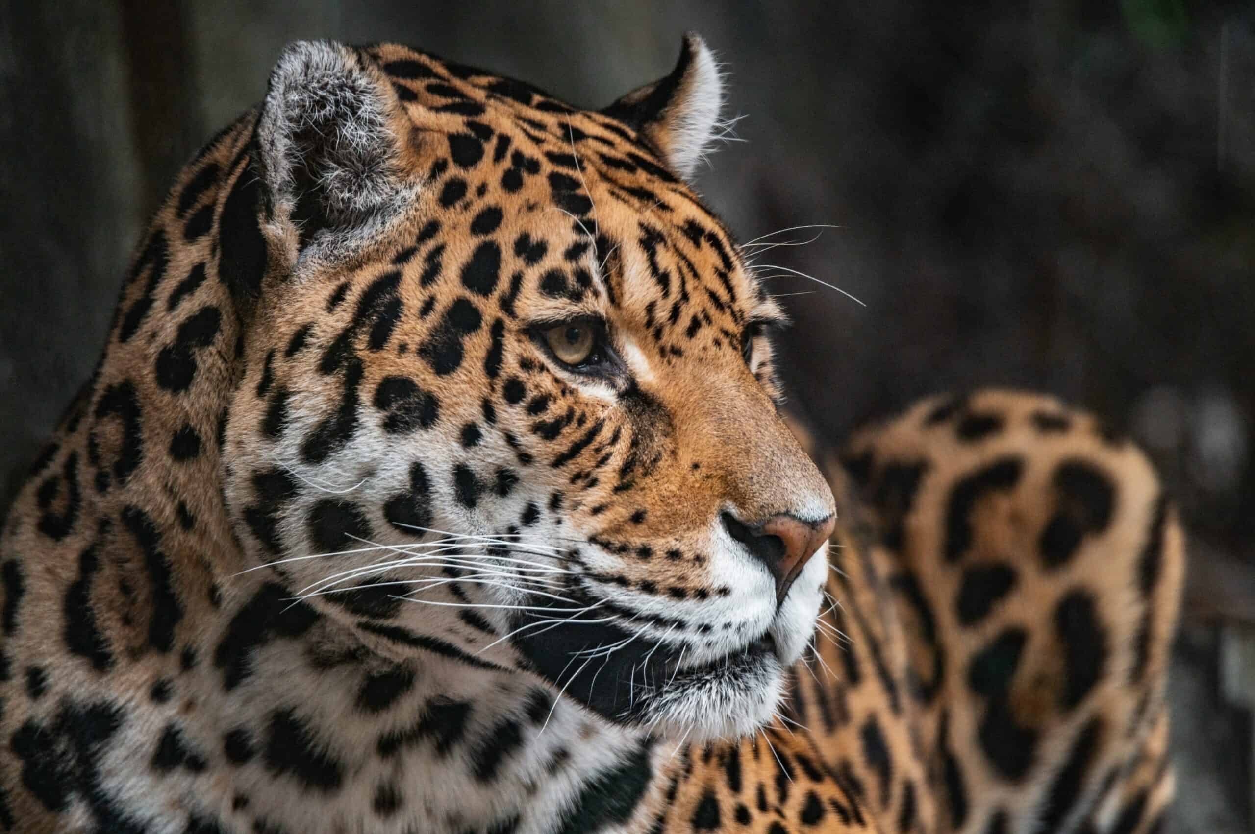Wild Jaguars Eat Ayahuasca To Hallucinate In South America