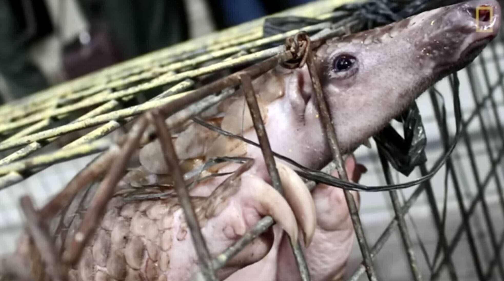 Pangolin Ban In China Has Major Positive Effects