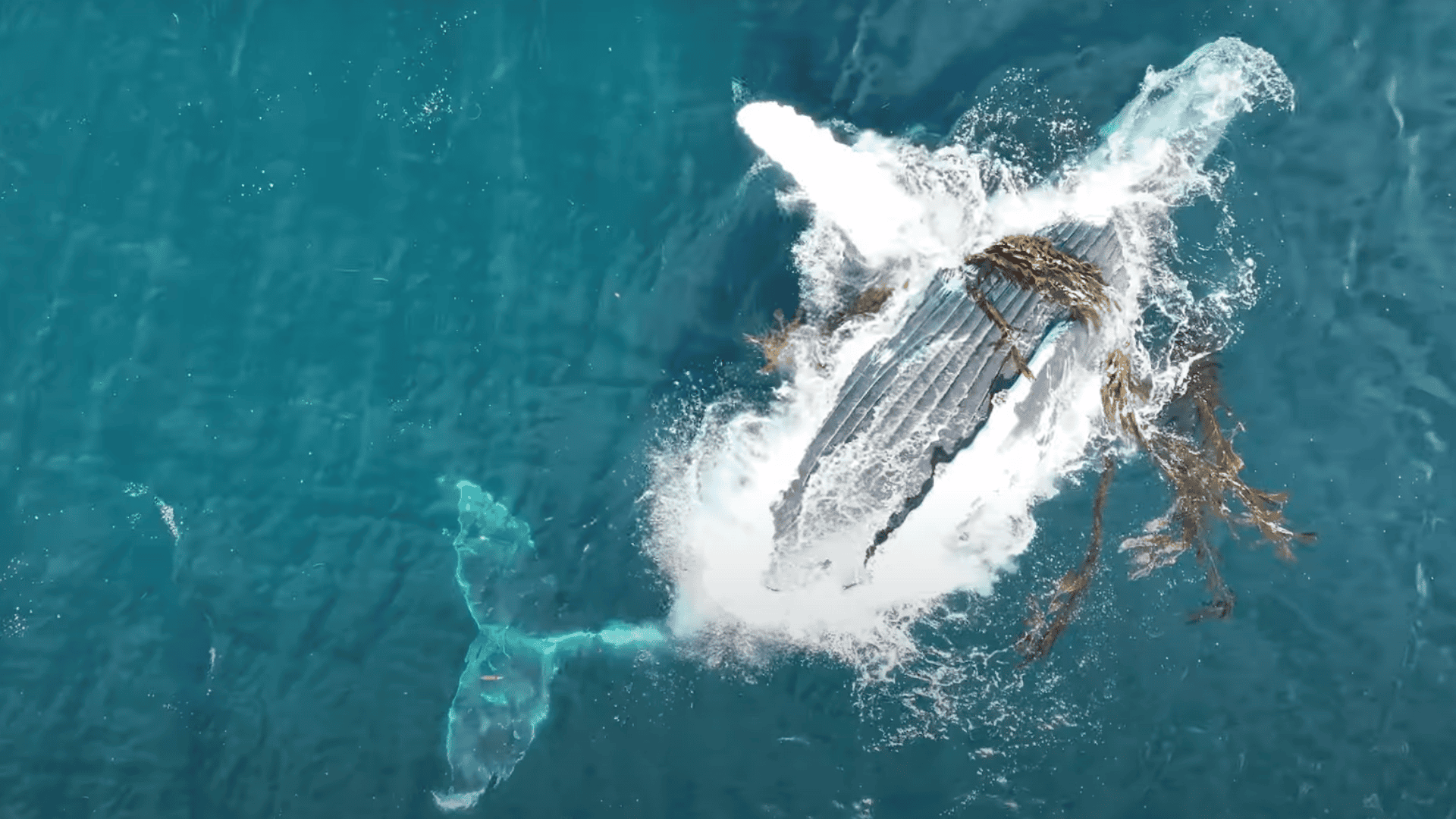 Why Whales Wear Kelp Hats? Scientists Uncover The Truth Behind This Bizarre Behavior