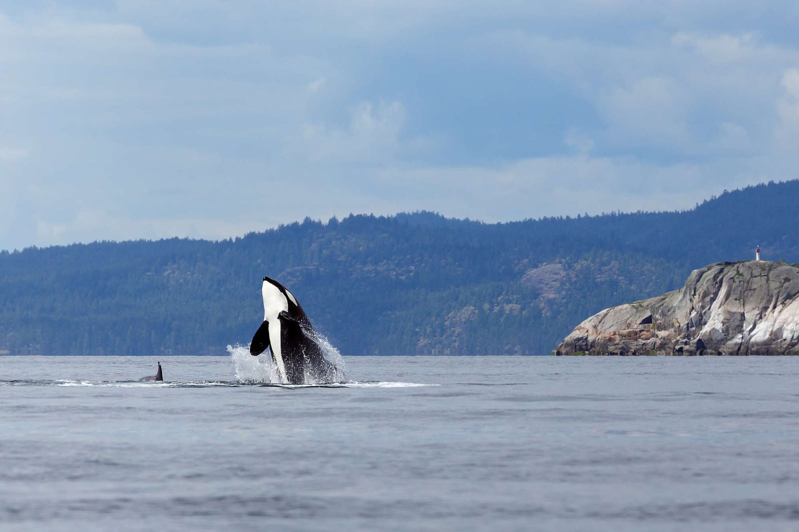 Orcas Are Apex Predators – But Also Beings With Culture