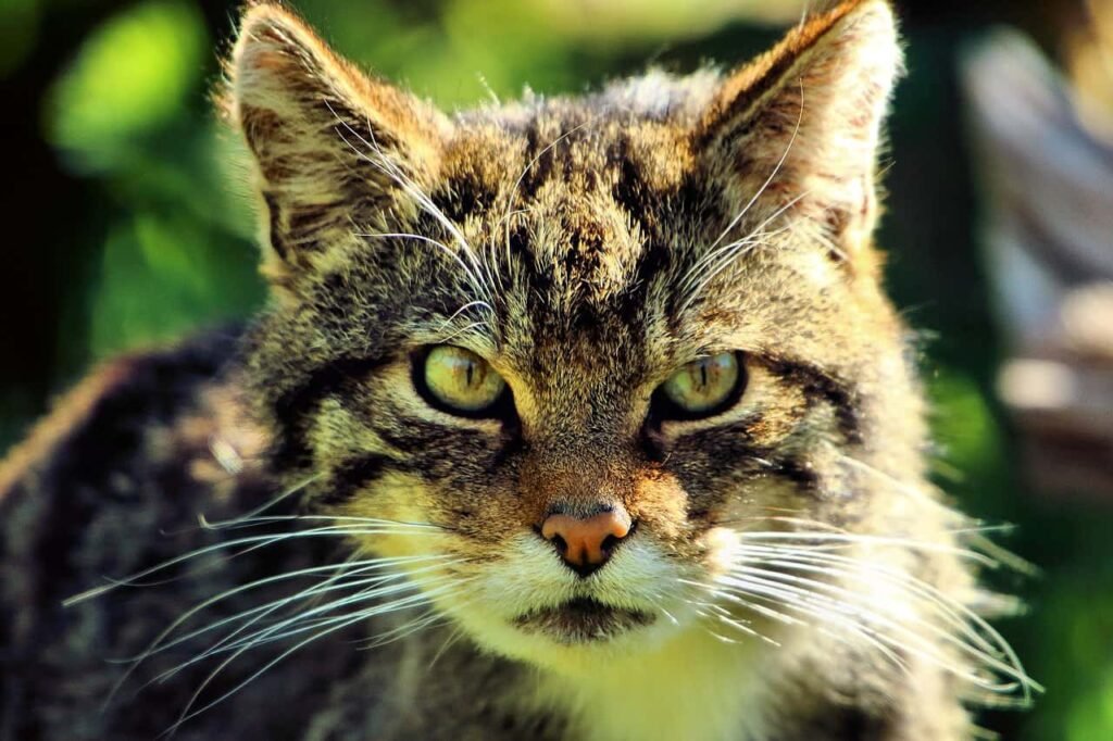 Scottish Wildcat