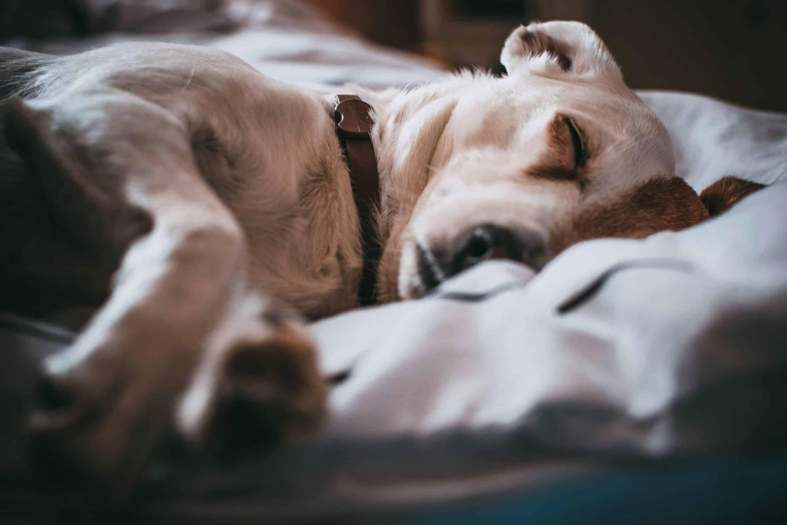 Do Dogs Dream of Their Owners? Insights from Harvard Psychologist