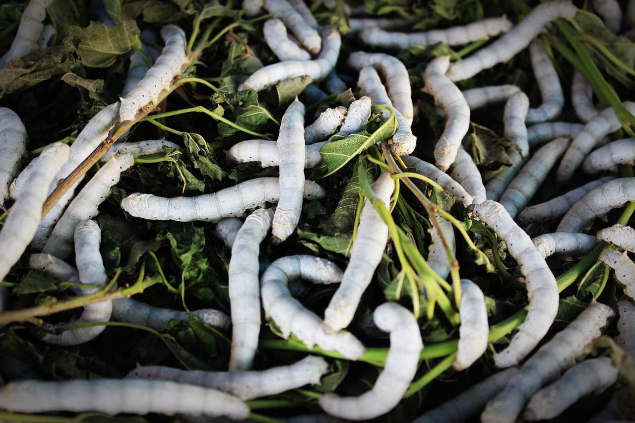 China’s Genetically Modified Silkworms Spin Silk Stronger than Kevlar