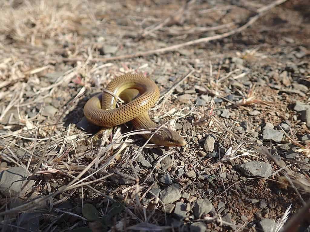 Thin-tailed Legless Skink