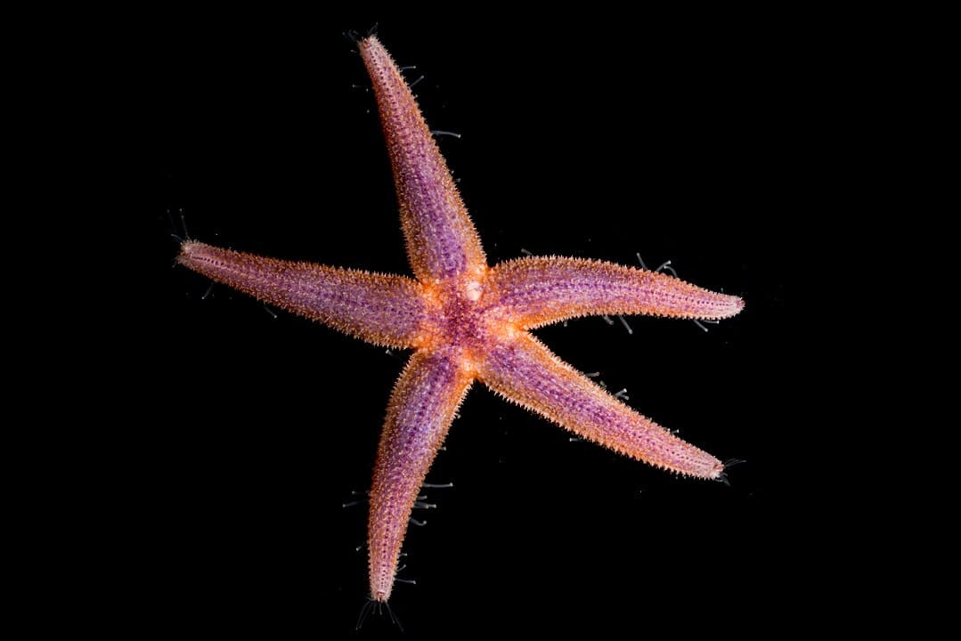 Scientists Confirm That Starfish Are Just Heads Without Bodies