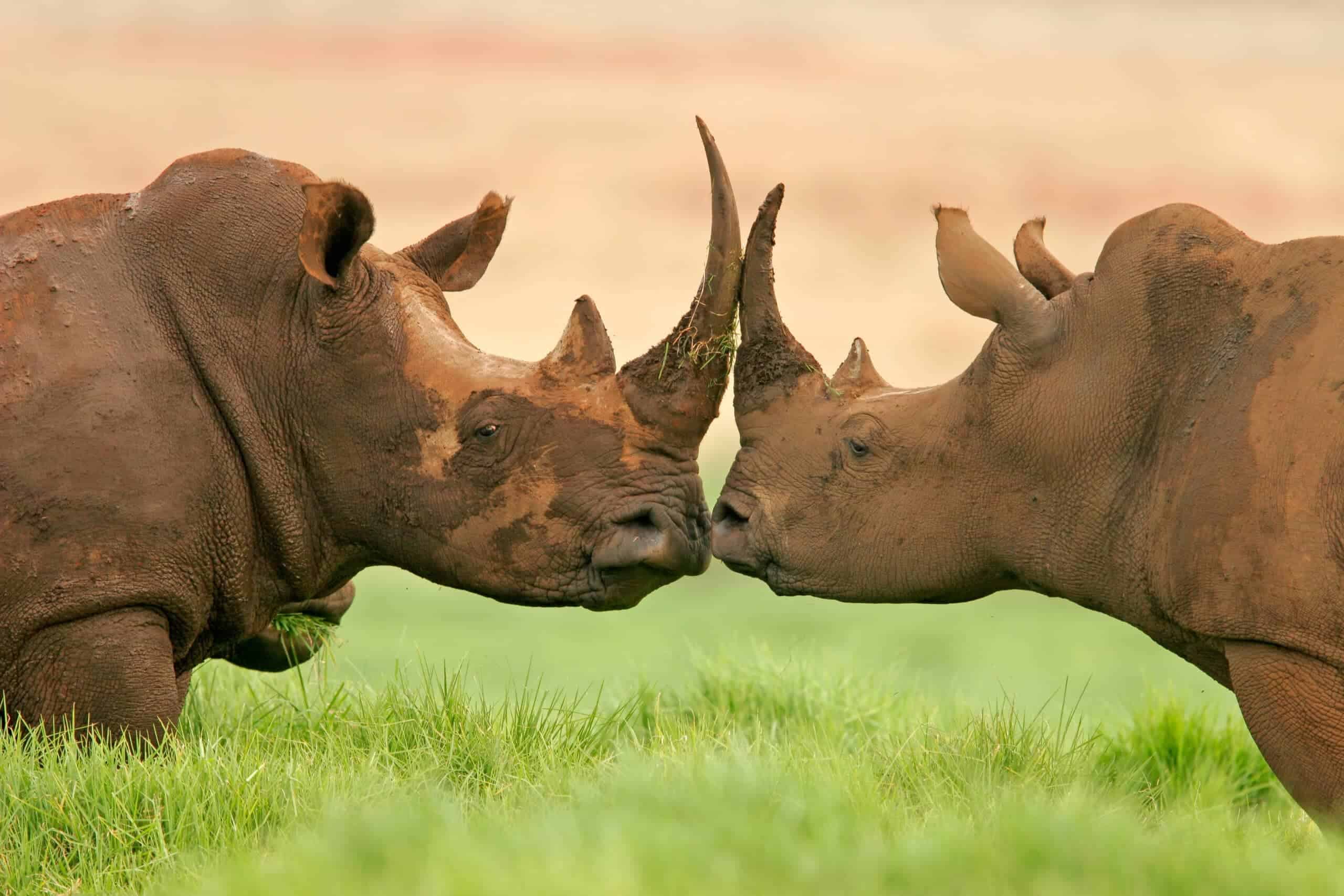 The Effort to Save the Northern White Rhino With Stem Cells