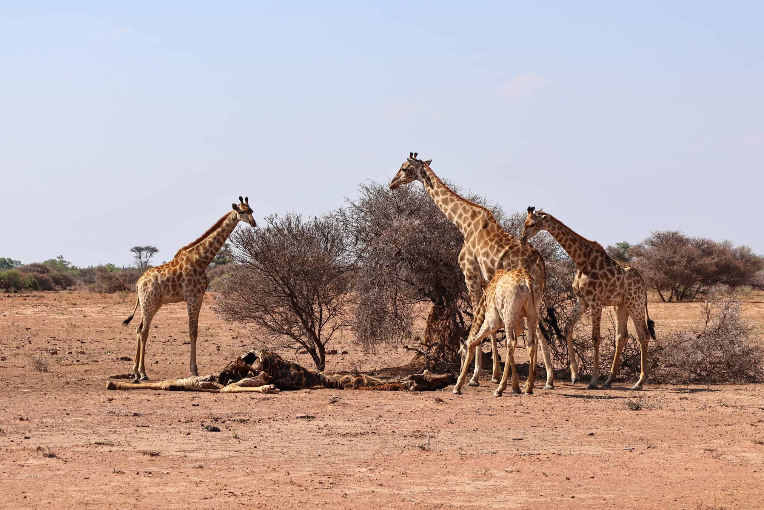 Do Giraffes Mourn? Intriguing Insights From A Safari Sighting in Africa