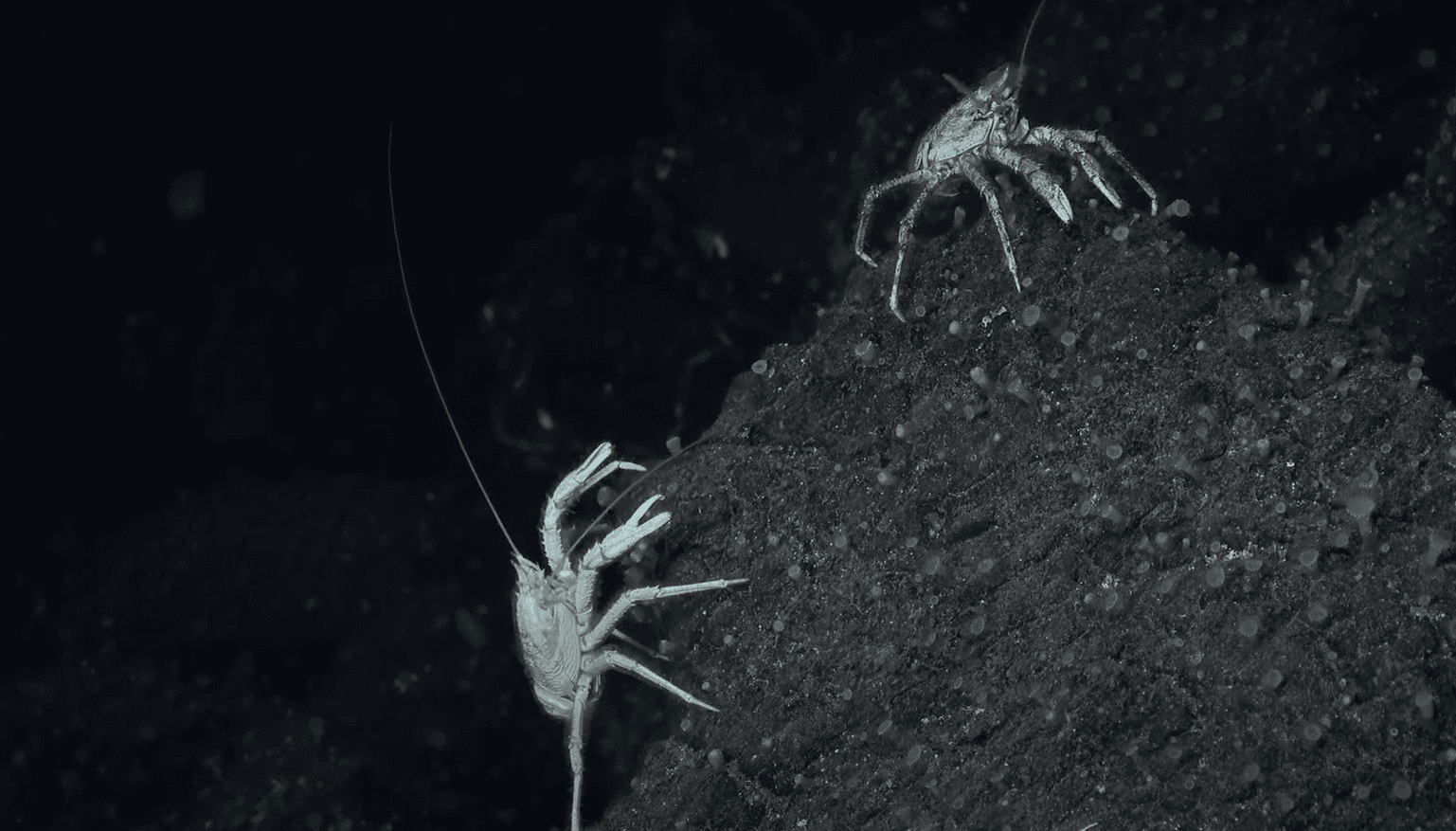 Trail of Crabs Leads Scientists To Underwater Discovery Off Galápagos Coast