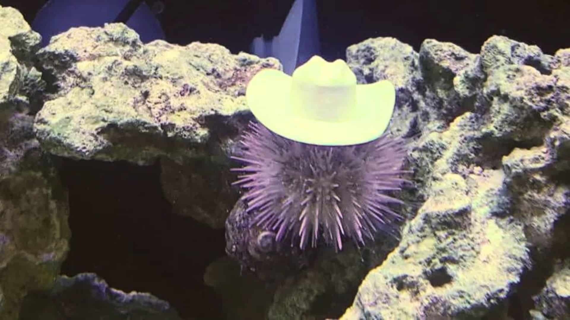 These Sea Urchins Wearing Cowboy Hats Is More Than Just Fashion