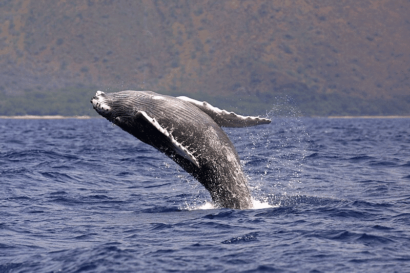 whale breach