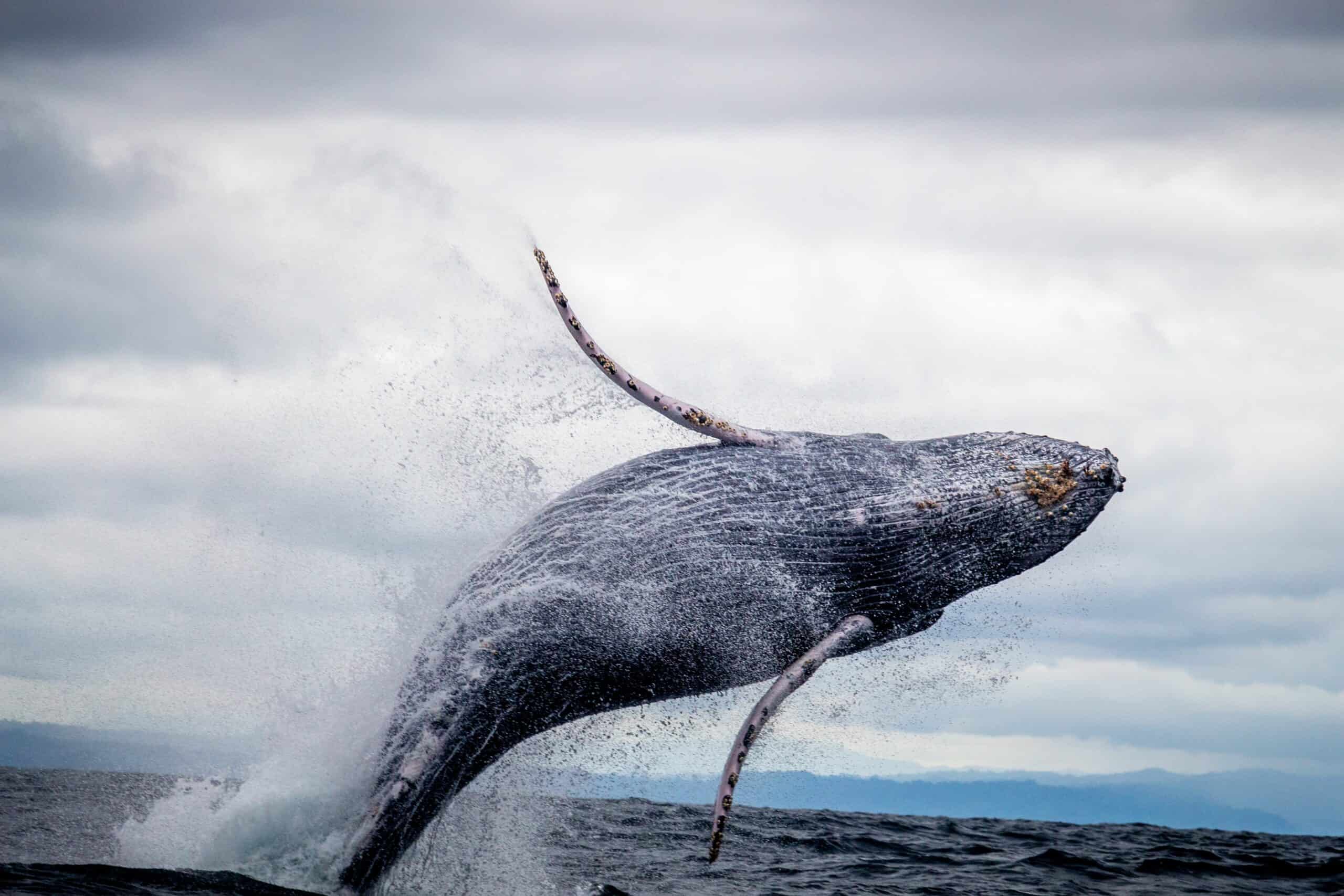 Why Do Whales Breach?