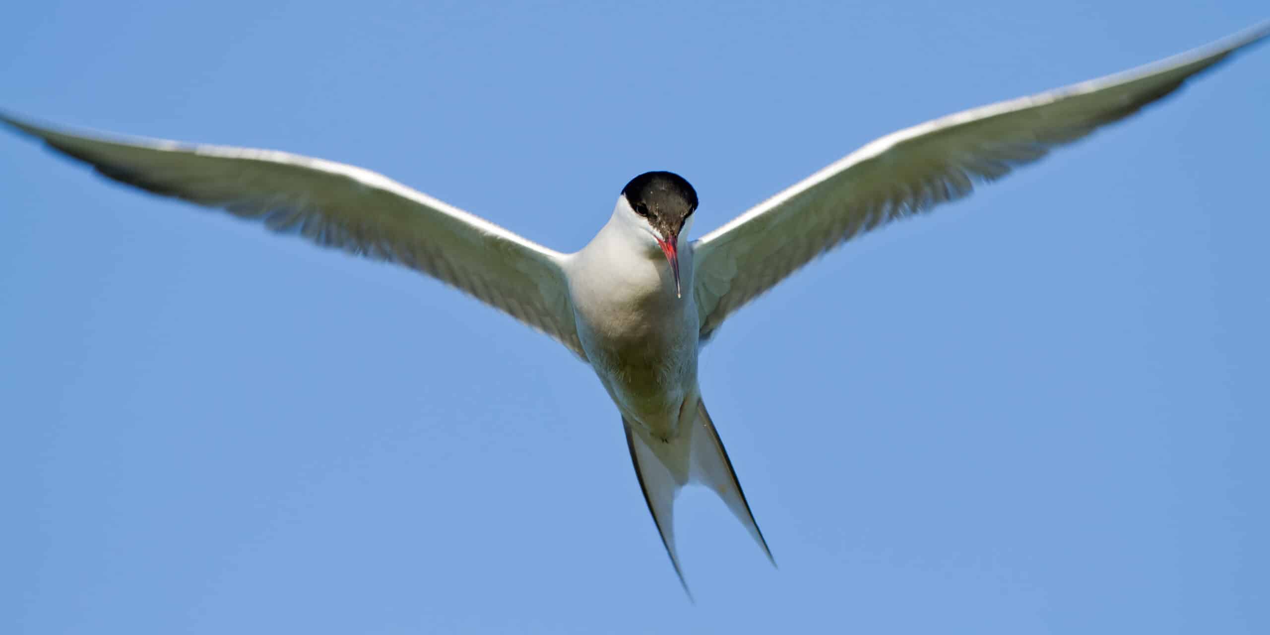 The Longest Migration on Earth: How Arctic Terns Travel 44,000 Miles a Year