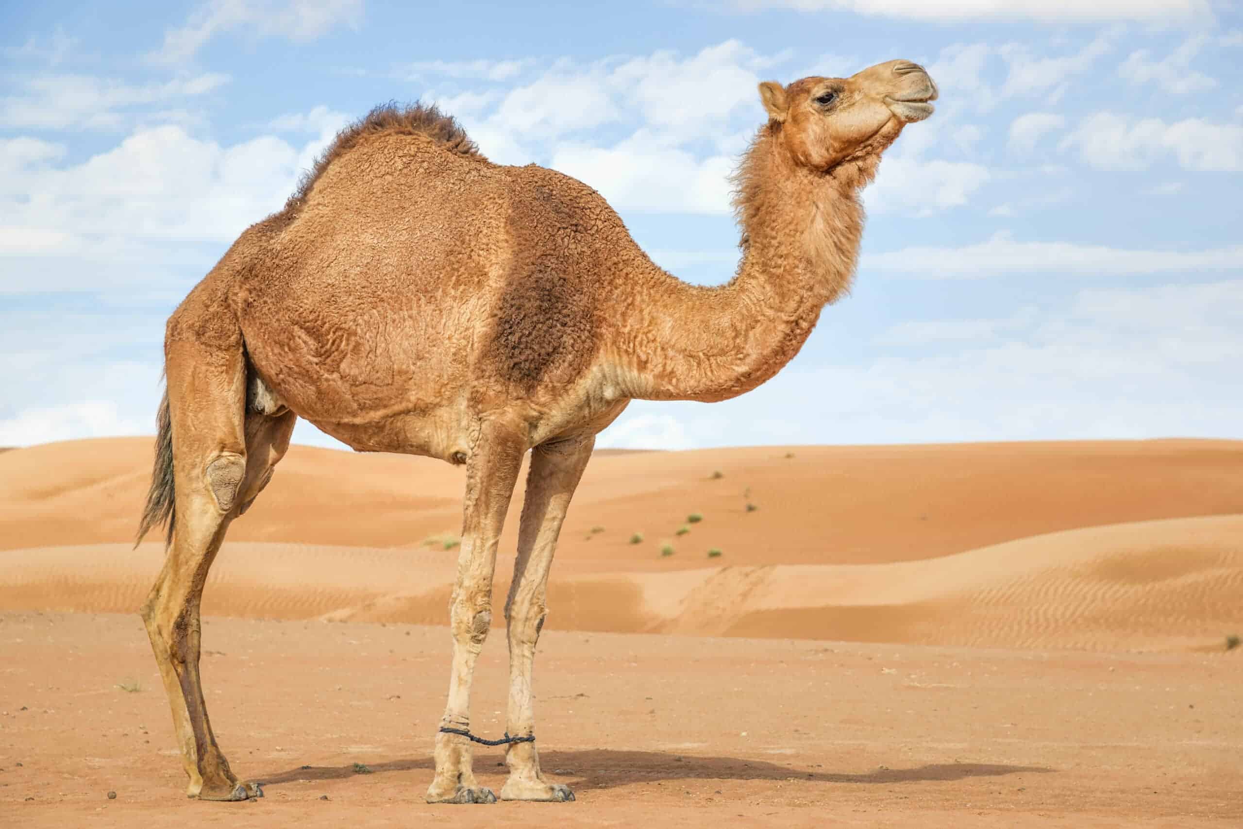 How Camels Have Helped Shape Human Civilizations Across Continents