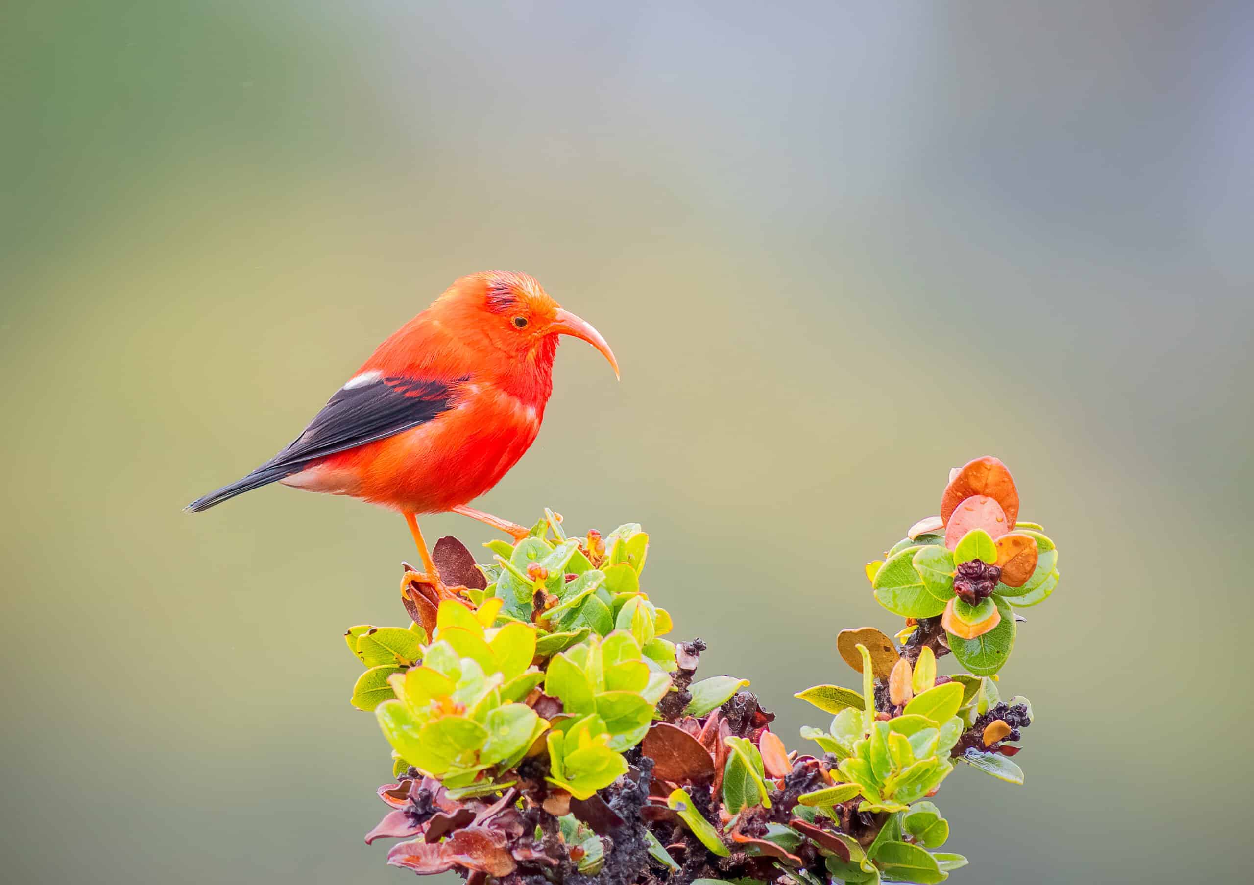 Hawaii Releases Millions of Mosquitos to Save Rare Honeycreeper from Extinction