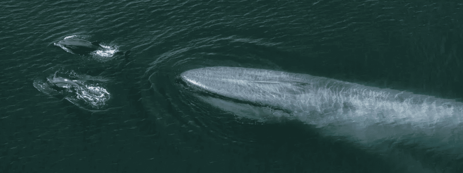Blue Whales Return to Seychelles Seas After Decades