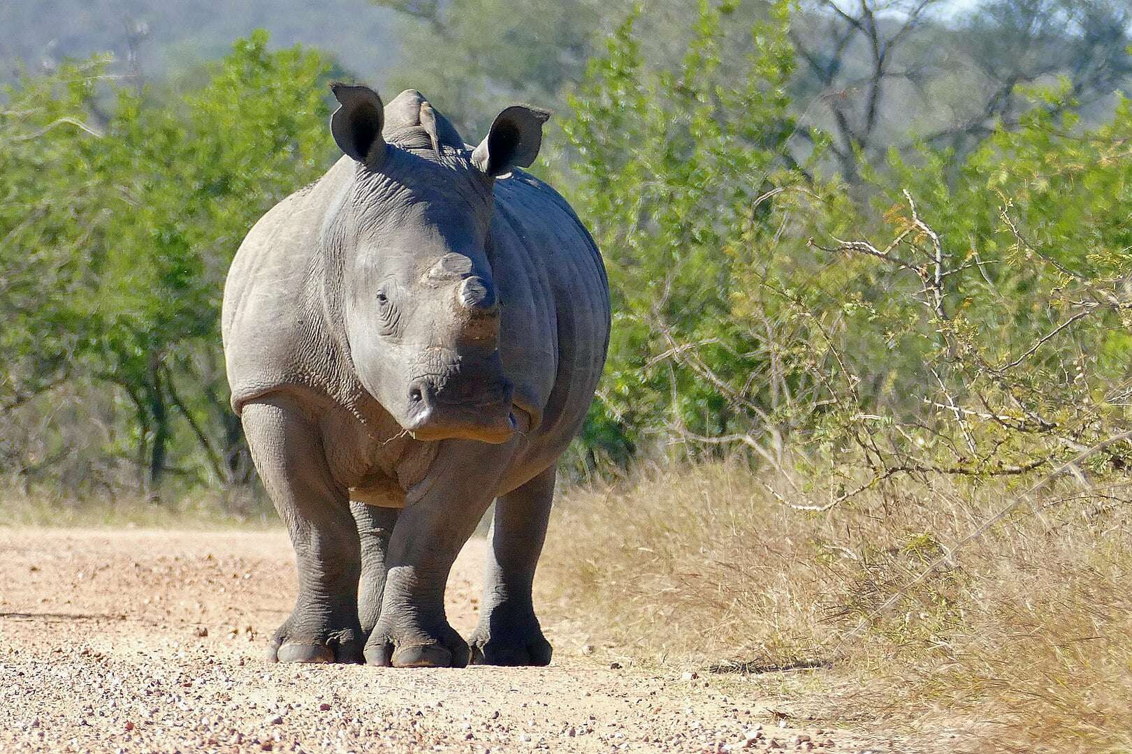 Anti-Poaching Insights From A Game Ranger