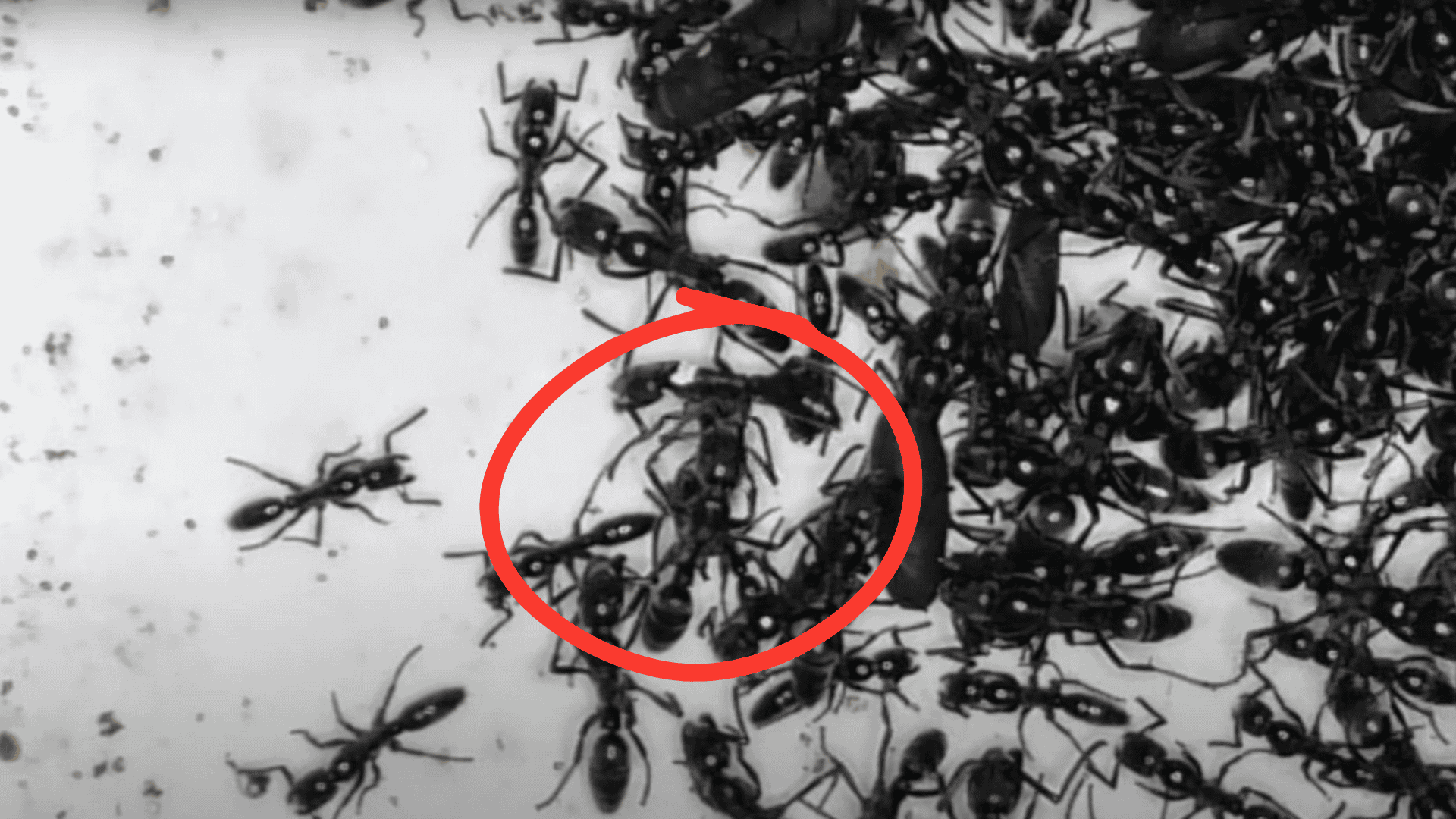 Ants Discovered Using Natural Antibiotics to Treat Infected Wounds