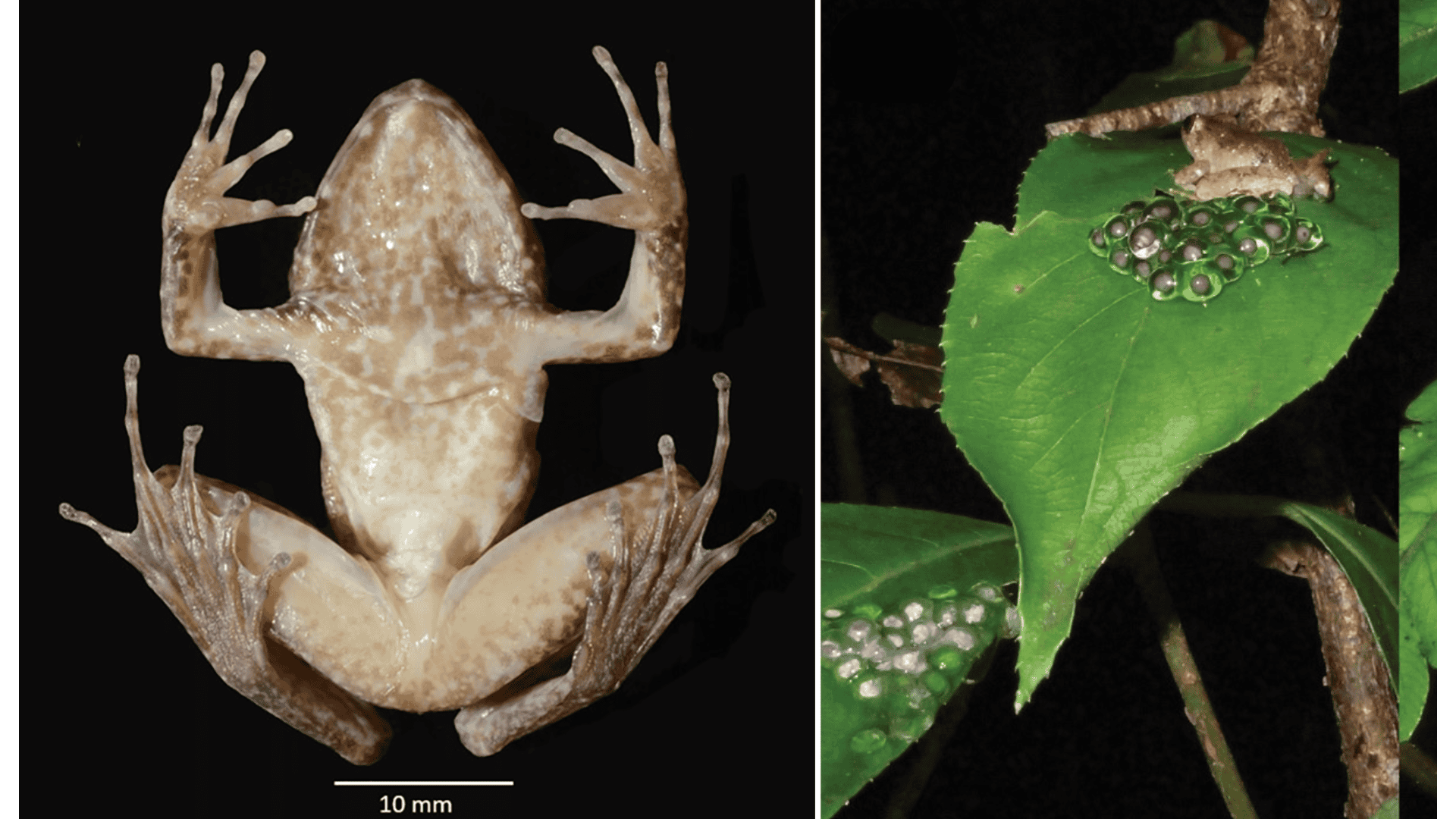 Scientists Discover Tiny Fanged Frog in Indonesia