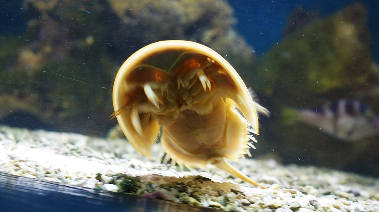 The Animal That Refuses to Evolve: How Horseshoe Crabs Have Stayed the Same for Millions of Years