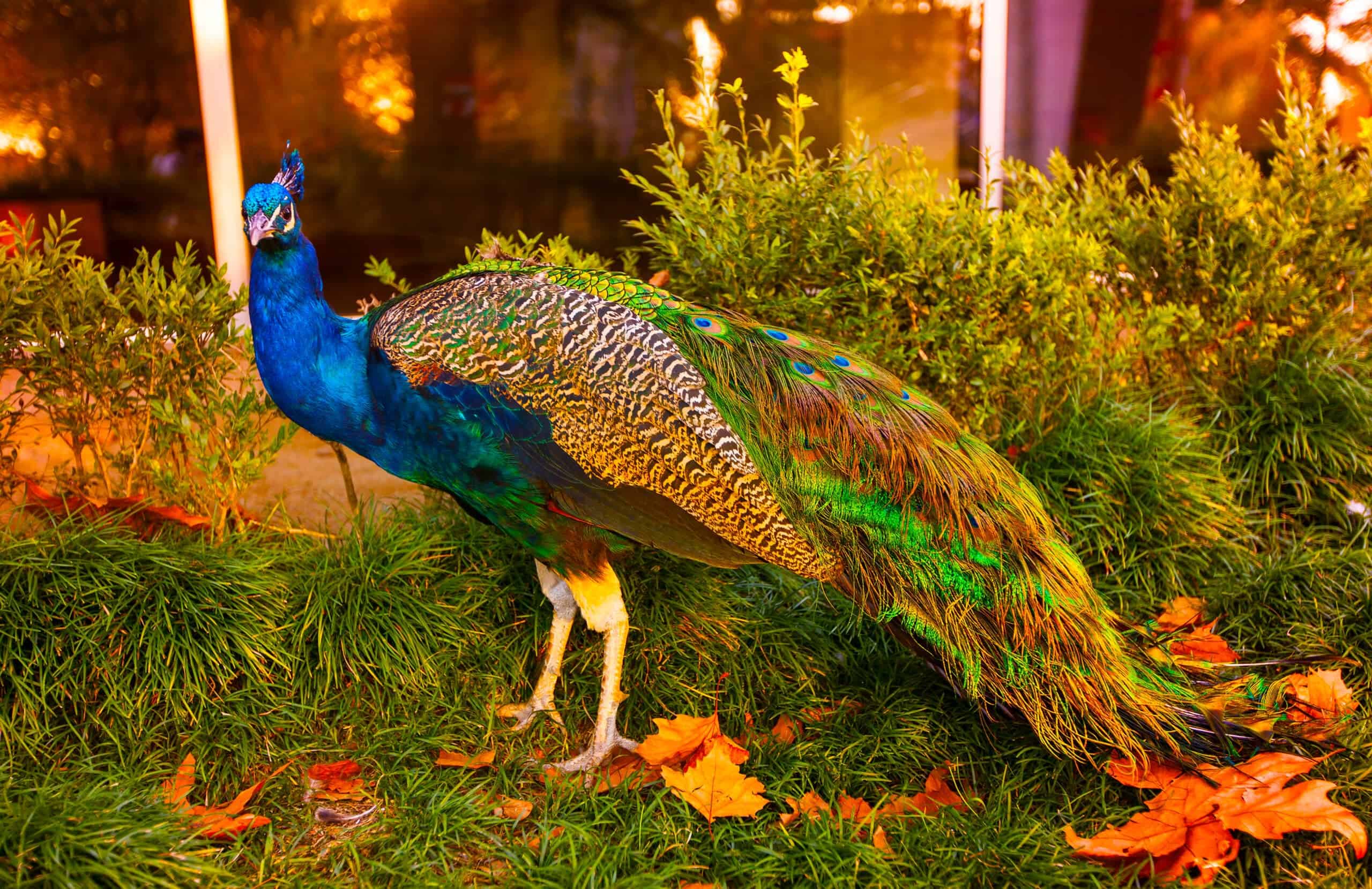 7 Most Elaborate Courtship Rituals in the Animal Kingdom