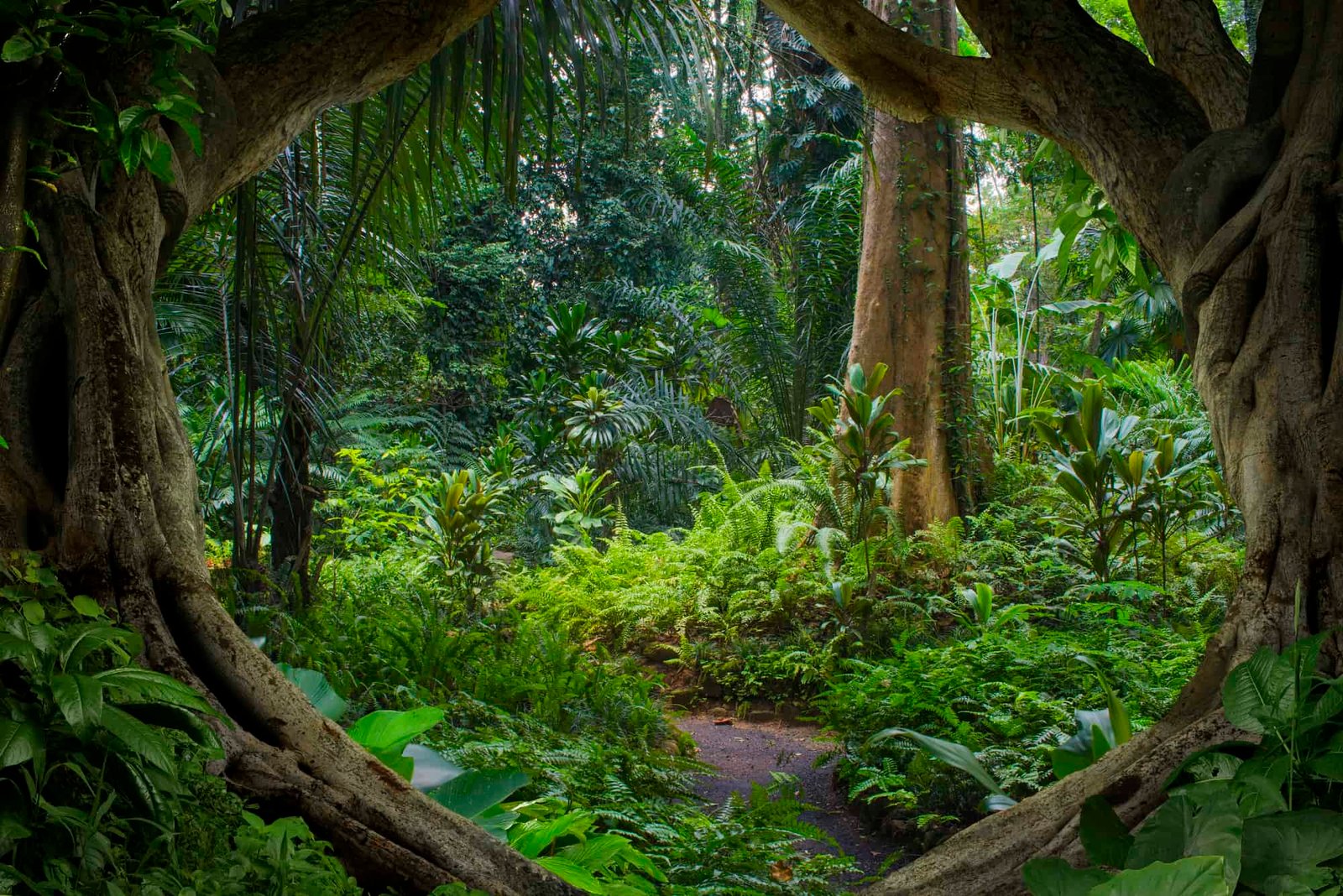 Tropical jungle in Southeast Asia.
