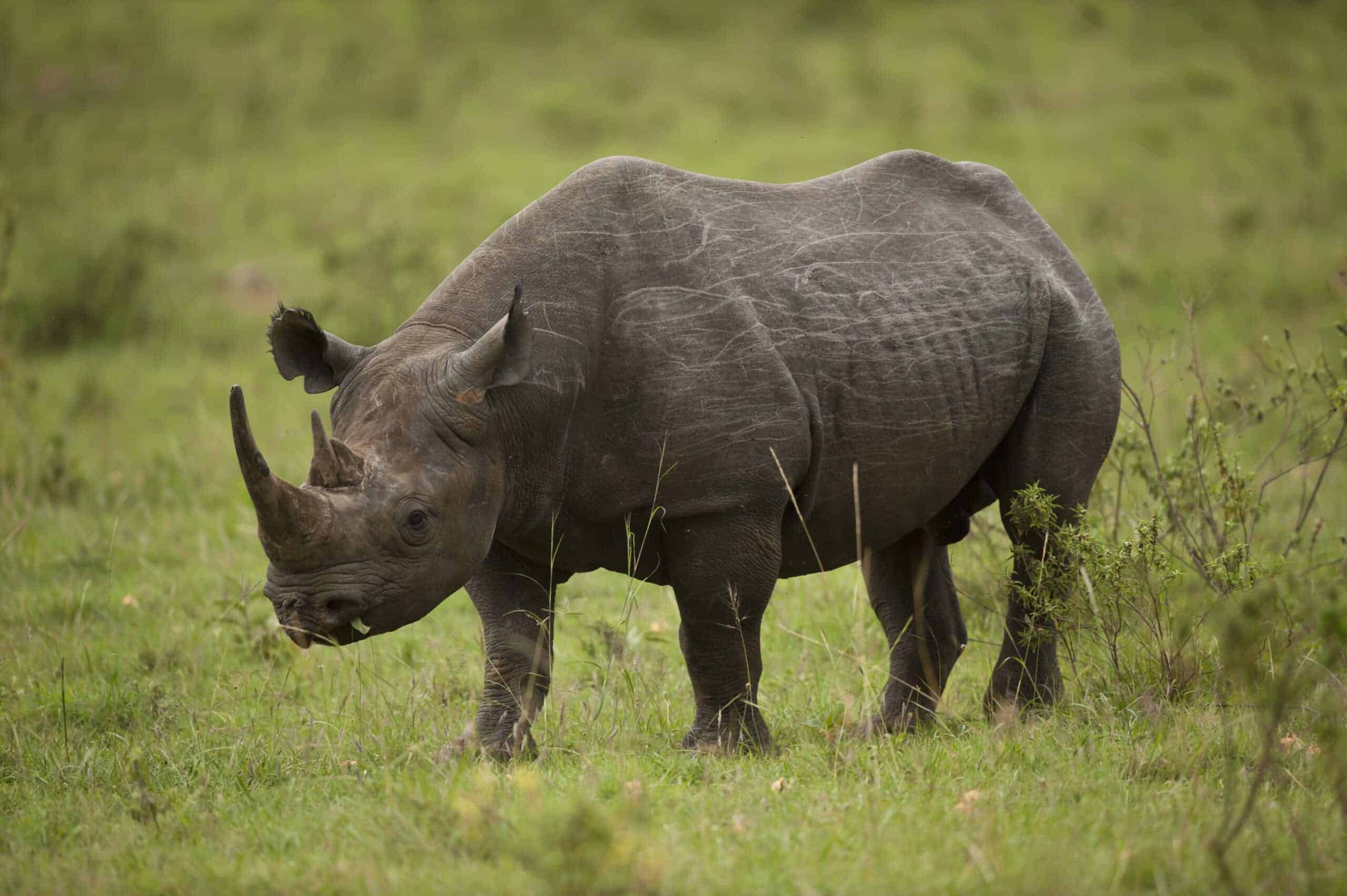 10 Endangered Animals You Can Help Protect Right Now