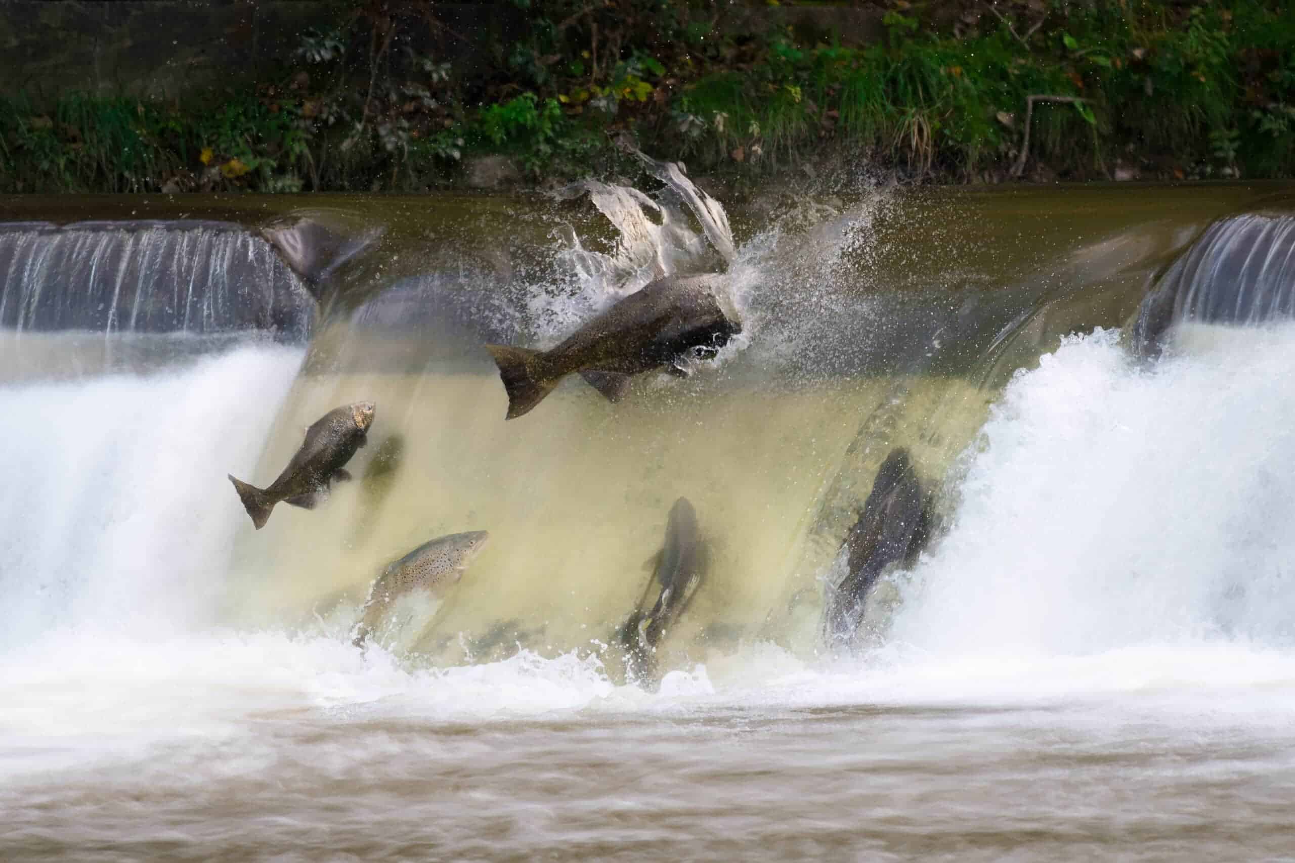 9 Animals That Migrate