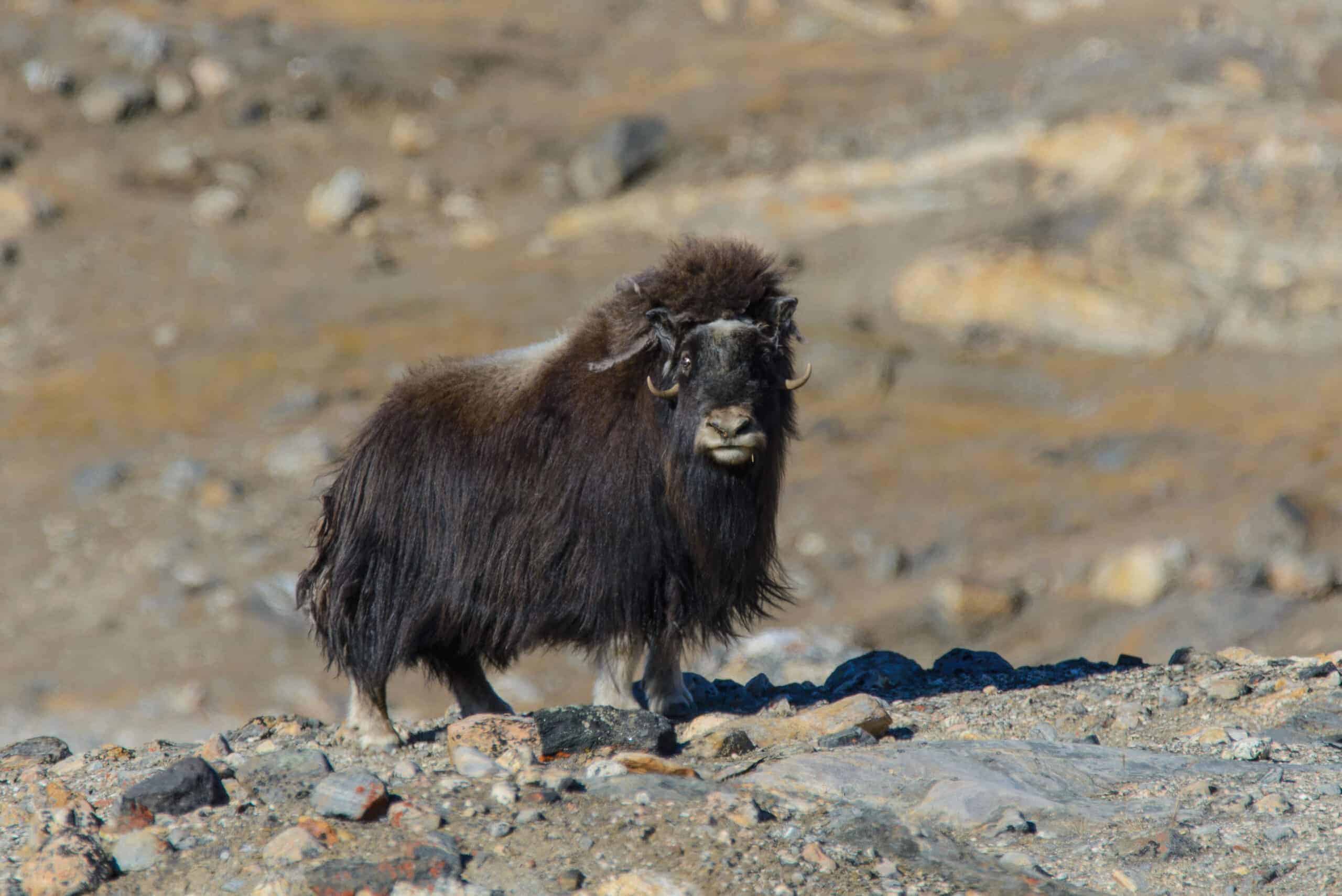 The Himalayan Tahr: Masters of Adaptation in the High Altitudes
