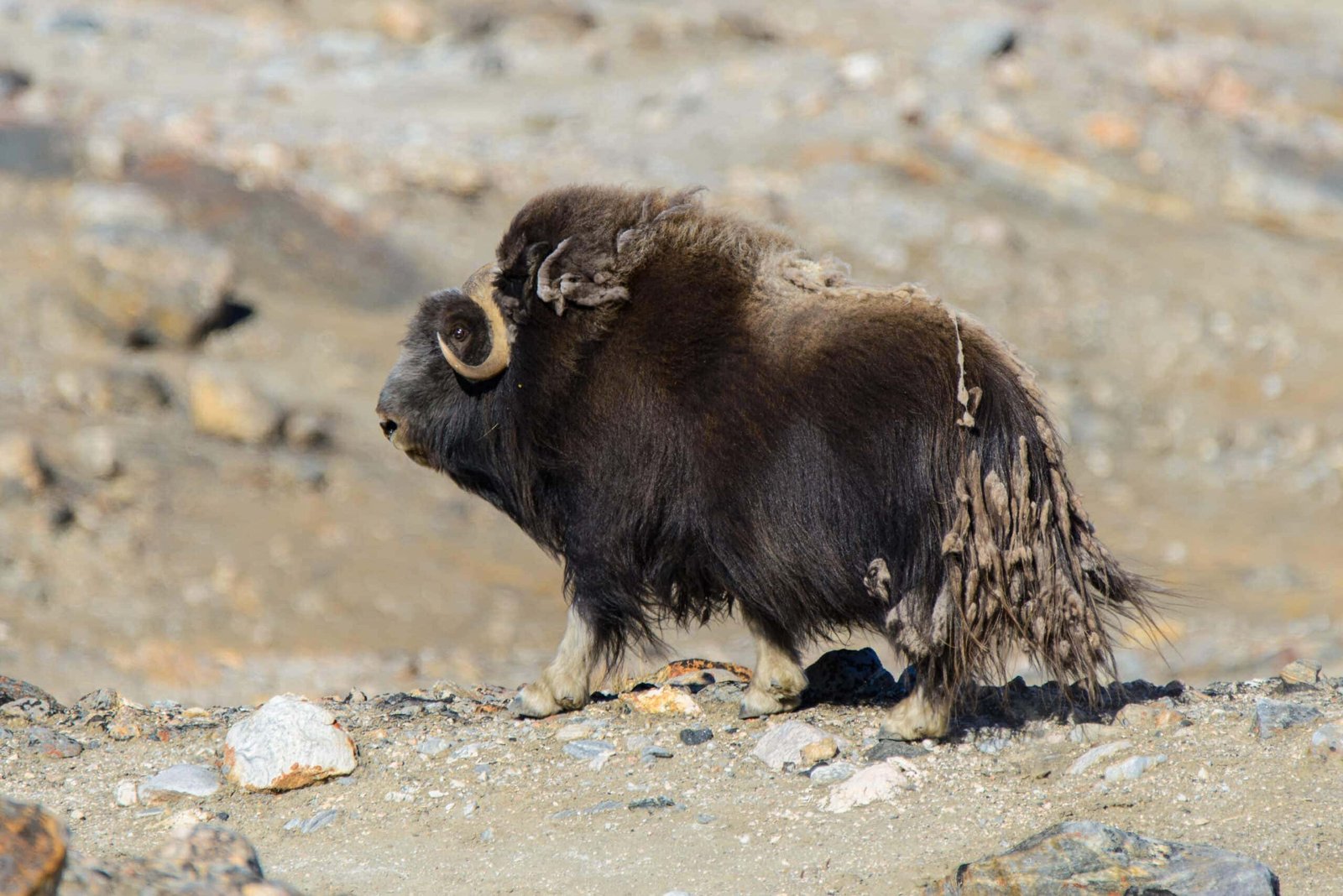 The Ghosts of the Ice Age: Plants and Animals Still Clinging to Survival in a Changed World