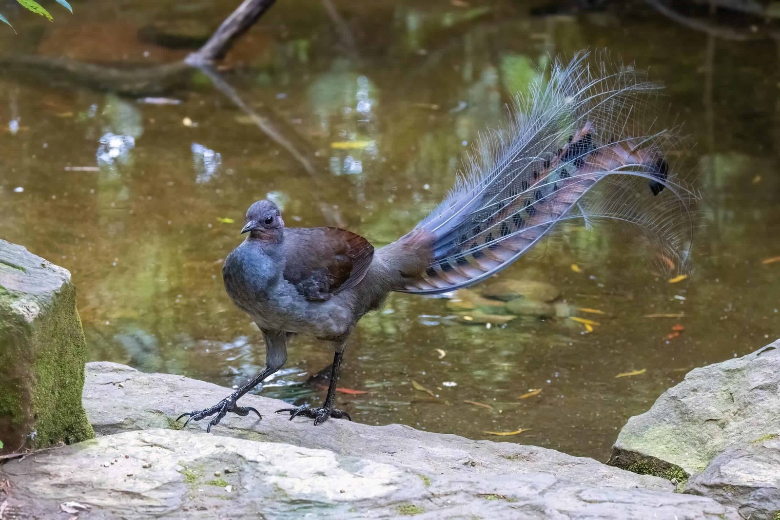 Yes, Australia’s Birds Can Mimic Chainsaws, Babies Crying, and Camera Shutters