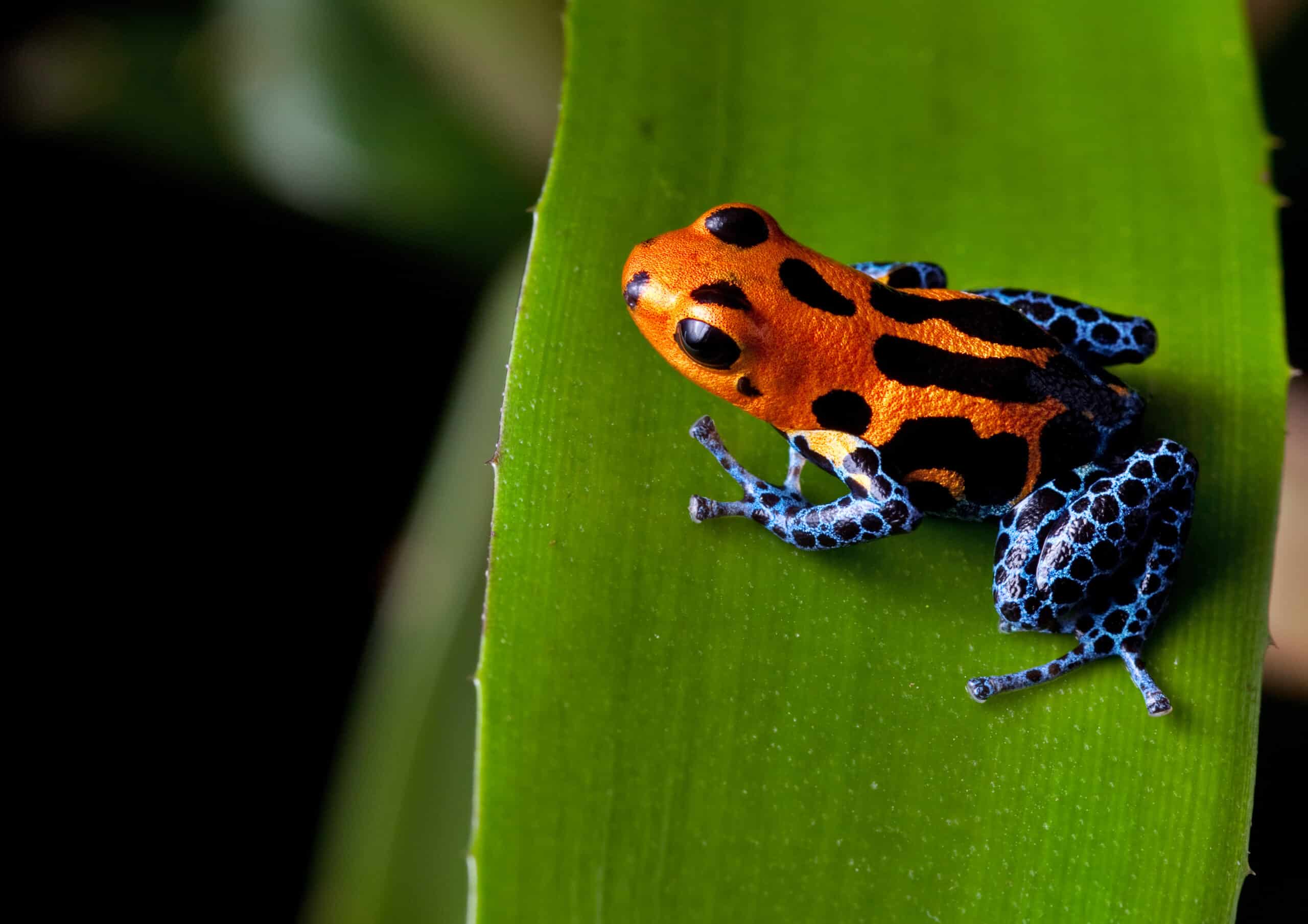 The World of Psychedelic Frogs: The Ayahuasca Experience