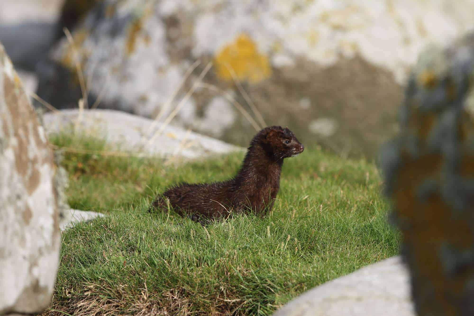 The American Mink’s Remarkable Reversal of Domestication