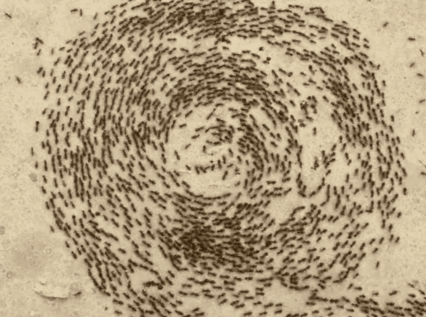 Unraveling the Mystery of Army Ants’ Death Spiral
