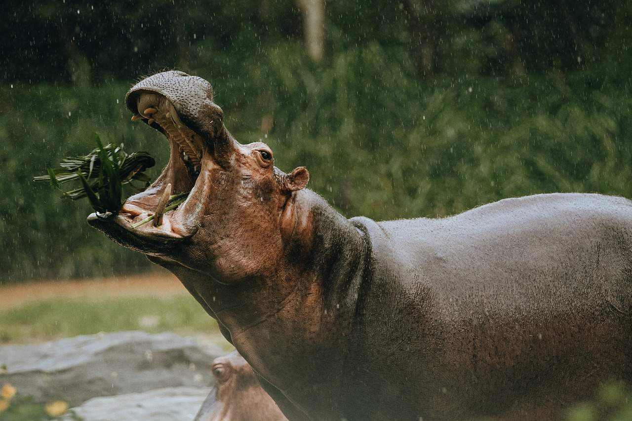 Shocking Hippo Behaviour Explained