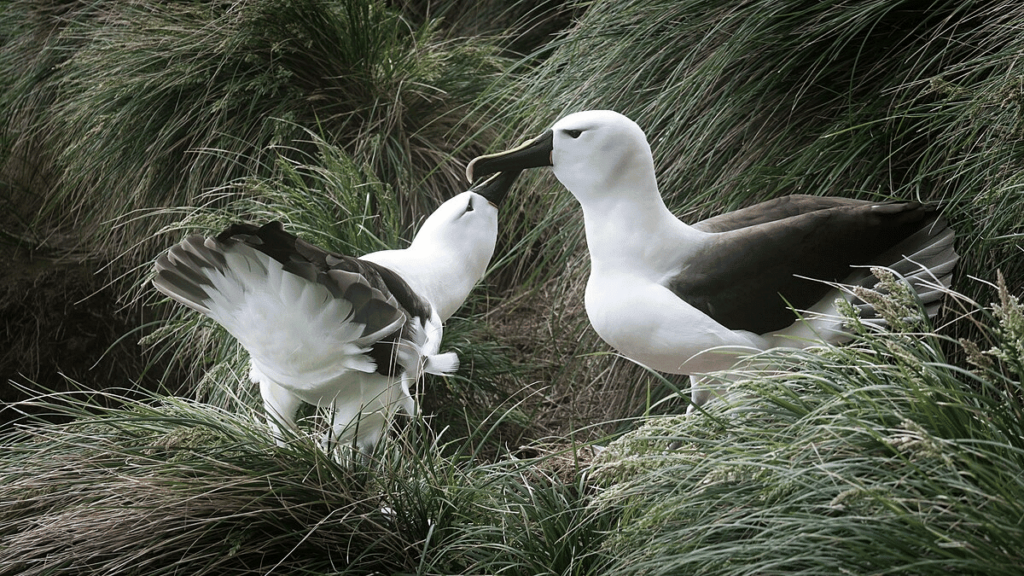 Pair of Albatrosses