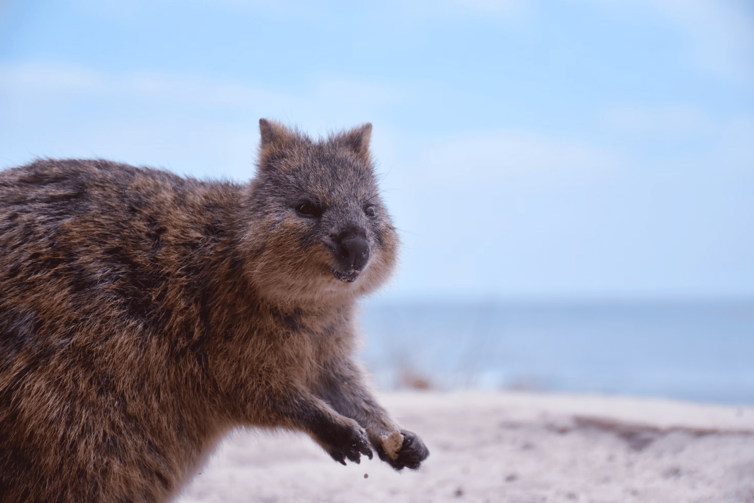 Quokkas, Devils, and the Fight for the Forgotten: Australia’s Quirkiest Sanctuaries